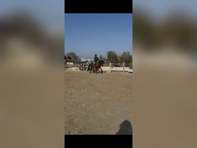 Cheval de sport portugais Jument 5 Ans 160 cm Bai cerise in Vesoul