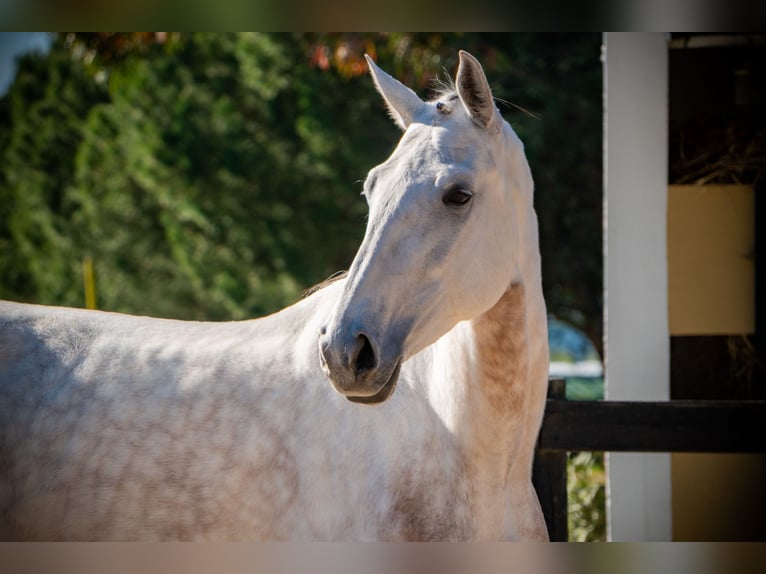 Cheval de sport portugais Croisé Jument 5 Ans 166 cm Gris in Alcobaca