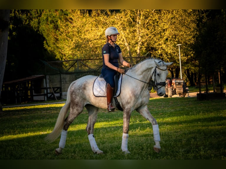 Cheval de sport portugais Croisé Jument 5 Ans 166 cm Gris in Alcobaca