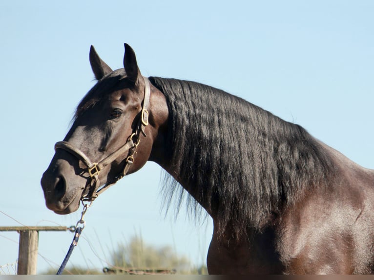Cheval de sport portugais Croisé Jument 5 Ans 167 cm Noir in Santarém, Cartaxo