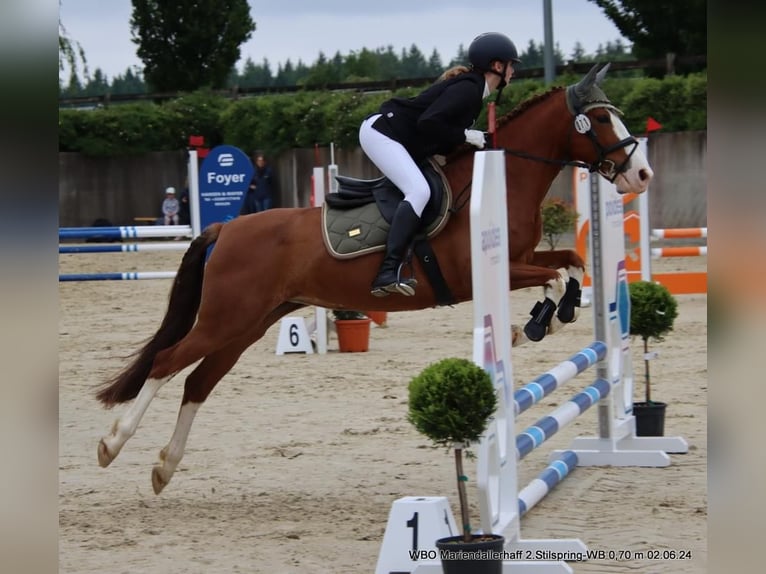 Cheval de sport portugais Jument 9 Ans 150 cm Alezan brûlé in Mariendall