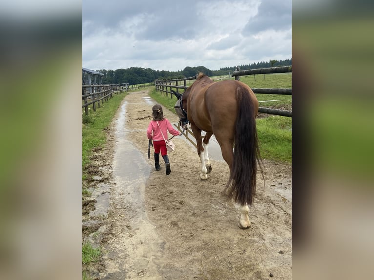 Cheval de sport portugais Jument 9 Ans 150 cm Alezan brûlé in Mariendall