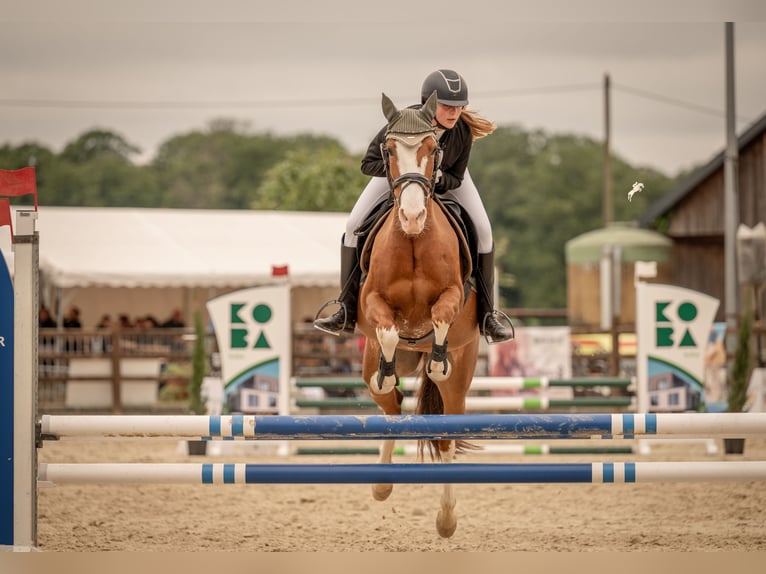 Cheval de sport portugais Jument 9 Ans 150 cm Alezan brûlé in Mariendall