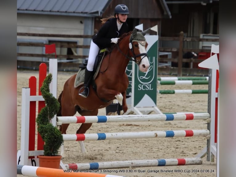 Cheval de sport portugais Jument 9 Ans 150 cm Alezan brûlé in Mariendall