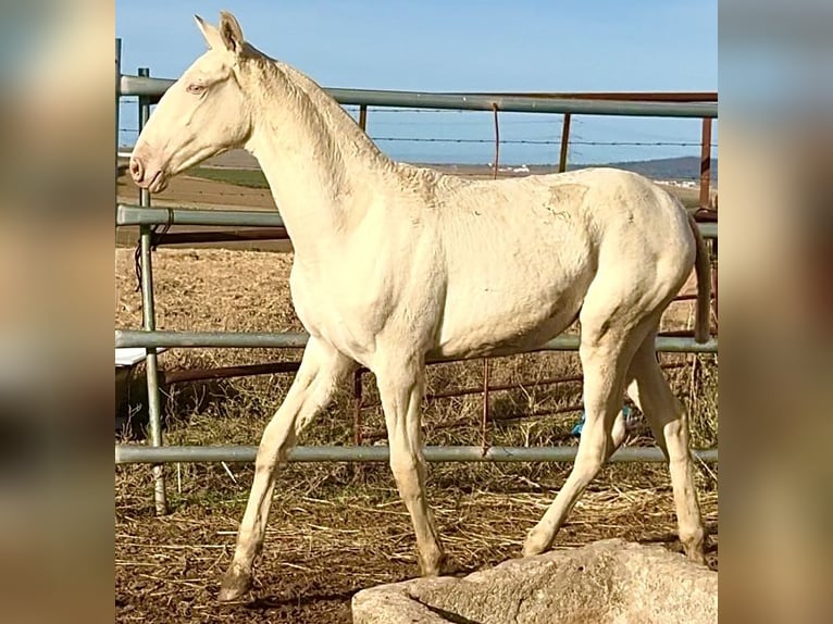Cheval de sport portugais Jument Poulain (04/2025) 168 cm Perlino in Bienvenida