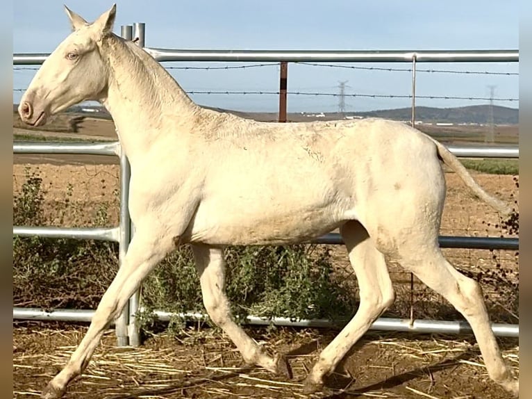 Cheval de sport portugais Jument Poulain (04/2025) 168 cm Perlino in Bienvenida