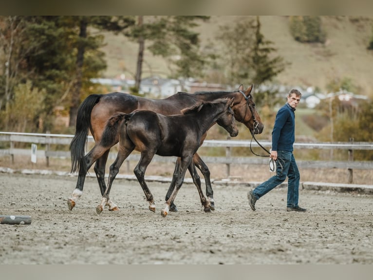 Cheval de sport suisse Étalon 1 Année 130 cm Bai brun in Maienfeld