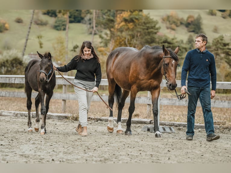 Cheval de sport suisse Étalon 1 Année 130 cm Bai brun in Maienfeld