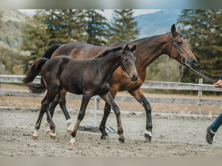 Cheval de sport suisse Étalon 1 Année 130 cm Bai brun in Maienfeld