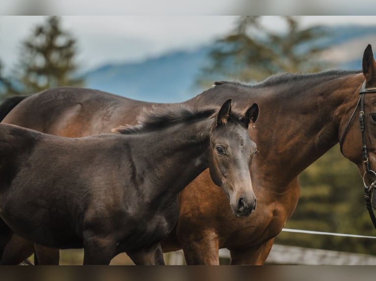 Cheval de sport suisse Étalon 1 Année 130 cm Bai brun in Maienfeld