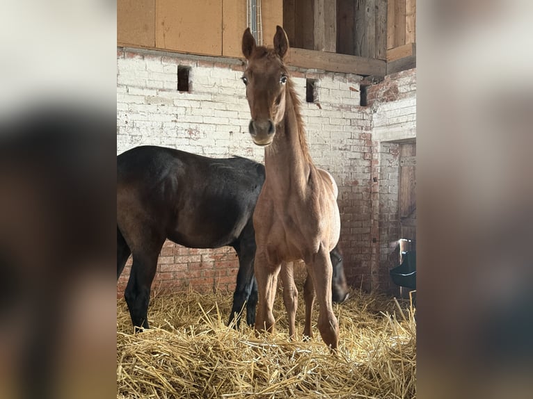 Cheval de sport suisse Étalon 1 Année 167 cm in St.Ursen