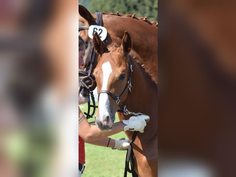 Cheval de sport suisse Étalon 1 Année 170 cm Alezan in Muriaux