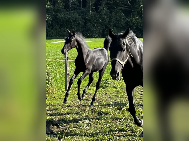 Cheval de sport suisse Étalon 1 Année Noir in Balsthal