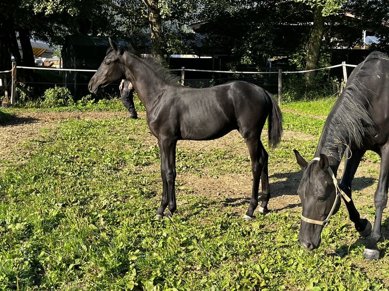 Cheval de sport suisse Étalon 1 Année Noir in Balsthal