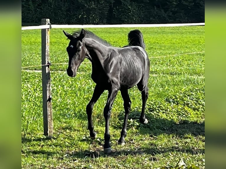 Cheval de sport suisse Étalon 1 Année Noir in Balsthal