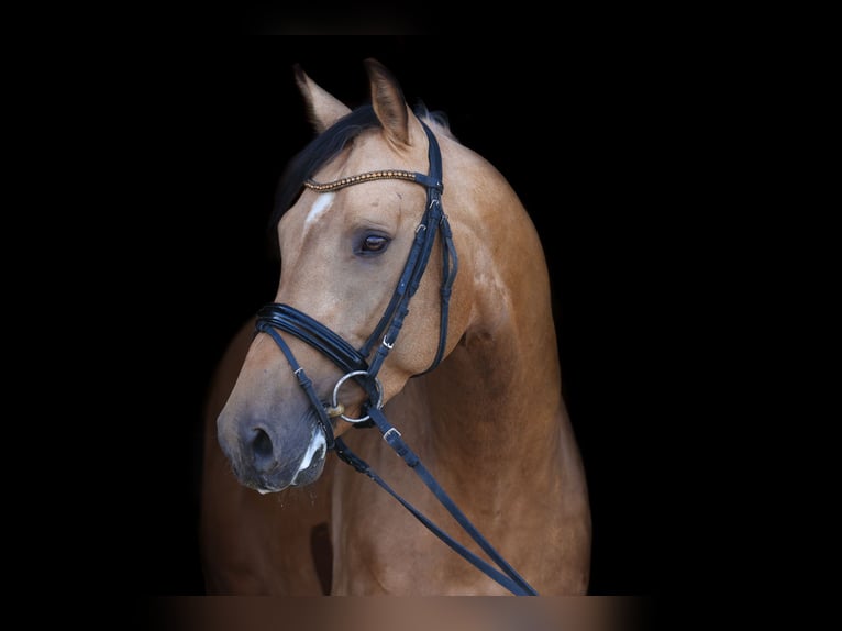 Cheval de sport suisse Étalon 7 Ans 168 cm Buckskin in Mont-Saint-Hilaire