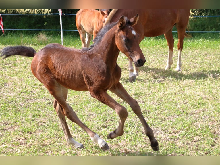 Cheval de sport suisse Étalon Poulain (04/2024) 170 cm Bai brun in Chur