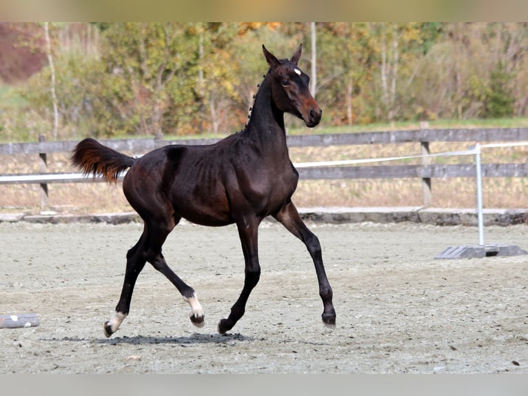 Cheval de sport suisse Étalon Poulain (04/2024) 170 cm Bai brun in Chur