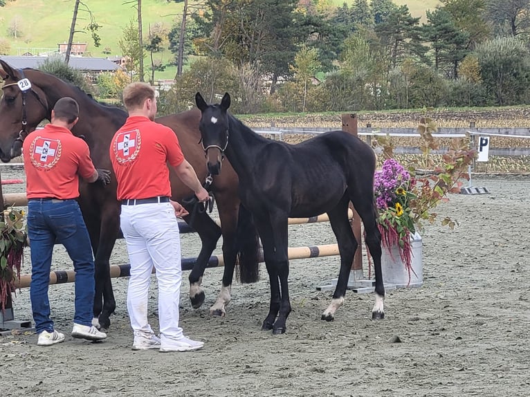 Cheval de sport suisse Étalon Poulain (04/2024) 170 cm Bai brun in Chur