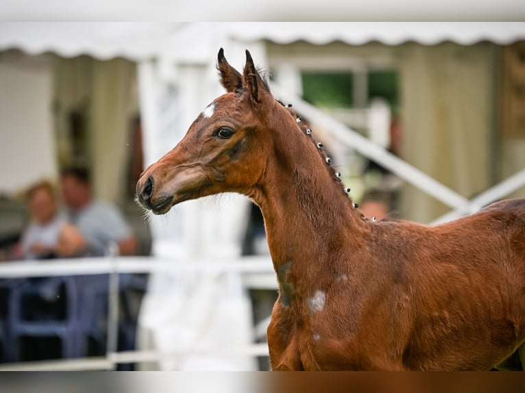 Cheval de sport suisse Étalon Poulain (05/2024) 173 cm Bai in Wetzikon ZH