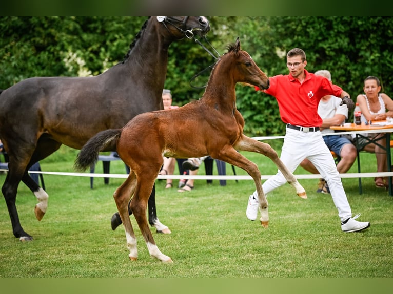 Cheval de sport suisse Étalon Poulain (05/2024) 173 cm Bai in Wetzikon ZH