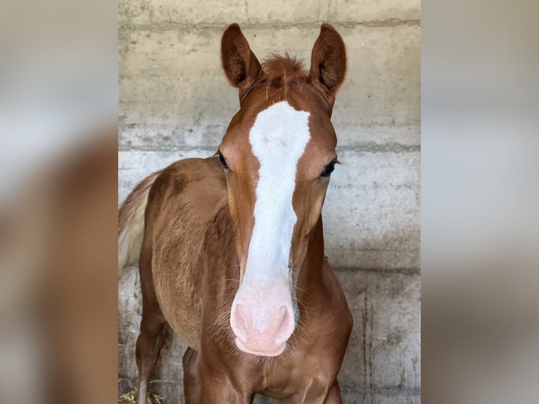 Cheval de sport suisse Étalon Poulain (04/2024) Alezan in Auswil