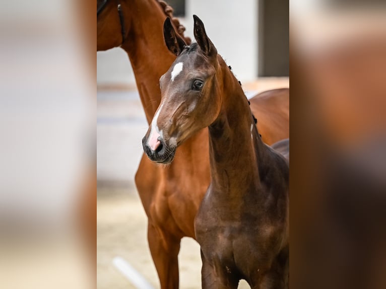 Cheval de sport suisse Étalon Poulain (04/2024) Bai brun in Rüdtligen