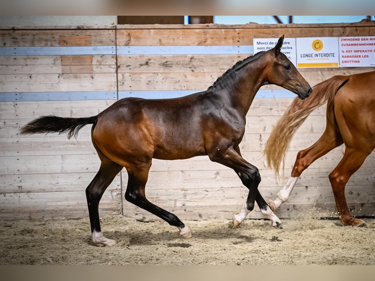 Cheval de sport suisse Étalon Poulain (04/2024) Bai brun in Rüdtligen