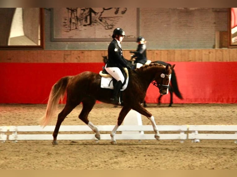 Cheval de sport suisse Étalon Poulain (04/2024) Bai brun in Rüdtligen