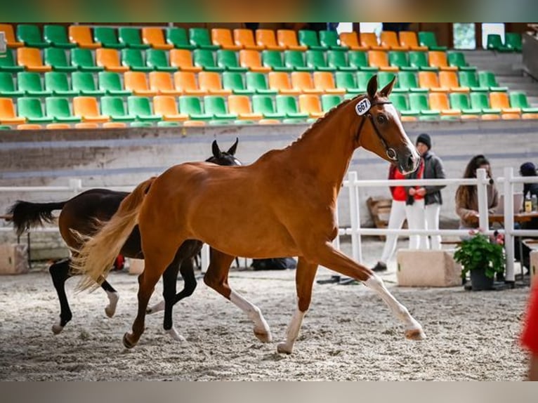 Cheval de sport suisse Étalon Poulain (04/2024) Bai brun in Rüdtligen