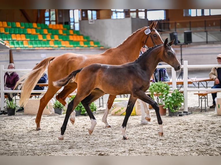 Cheval de sport suisse Étalon Poulain (04/2024) Bai brun in Rüdtligen