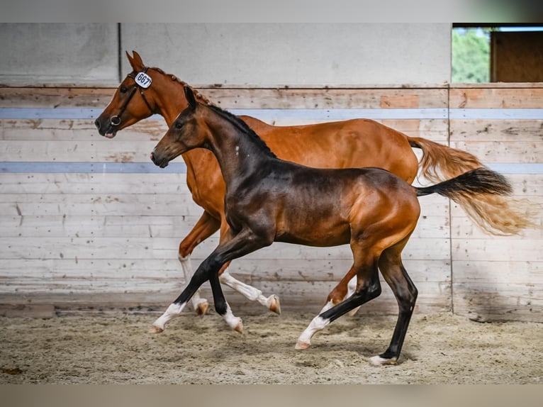 Cheval de sport suisse Étalon Poulain (04/2024) Bai brun in Rüdtligen