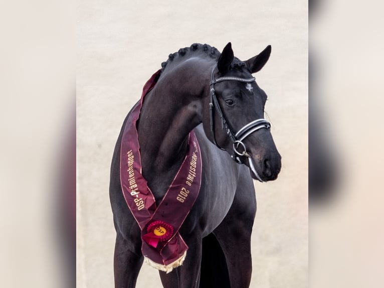 Cheval de sport suisse Étalon Poulain (04/2024) Bai brun in Rüdtligen