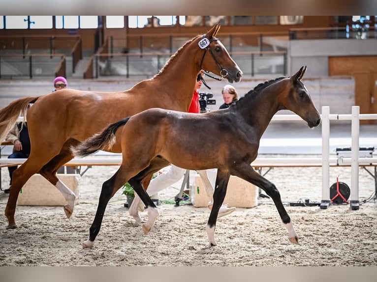 Cheval de sport suisse Étalon Poulain (04/2024) Bai brun in Rüdtligen