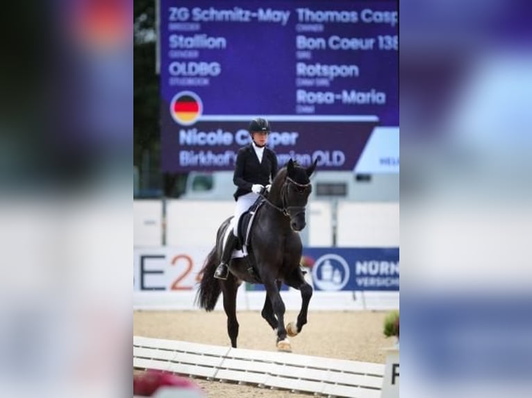 Cheval de sport suisse Étalon Poulain (04/2024) Bai brun in Rüdtligen