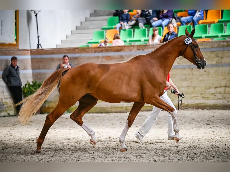 Cheval de sport suisse Étalon Poulain (04/2024) Bai brun in Rüdtligen