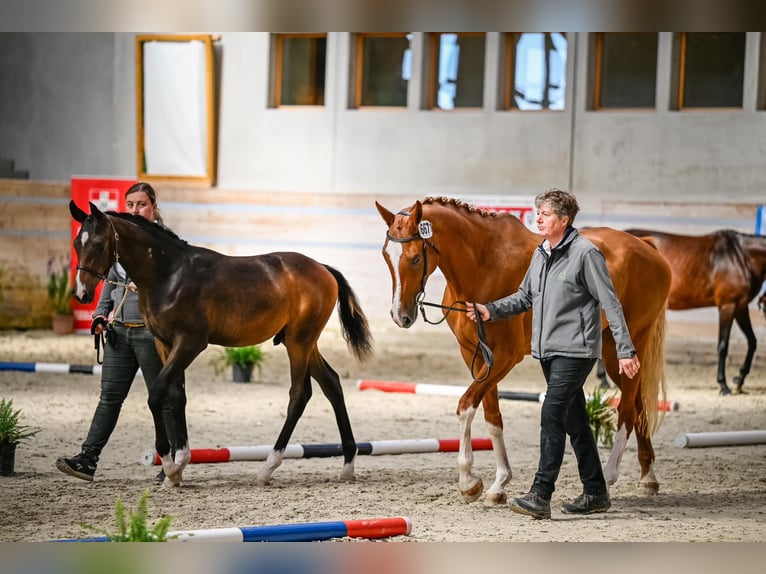 Cheval de sport suisse Étalon Poulain (04/2024) Bai brun in Rüdtligen