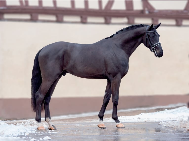 Cheval de sport suisse Étalon Poulain (04/2024) Bai brun in Rüdtligen