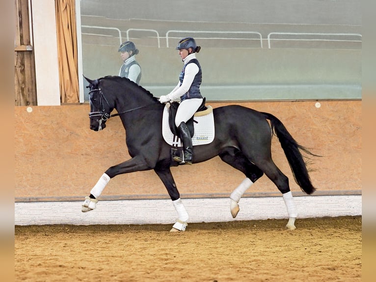 Cheval de sport suisse Étalon Poulain (04/2024) Bai brun in Rüdtligen