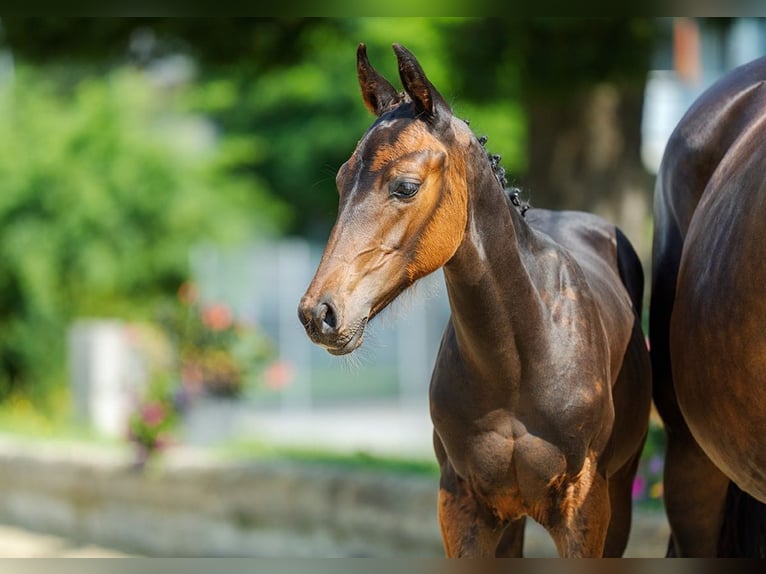 Cheval de sport suisse Étalon Poulain (04/2024) Bai brun in Gränichen