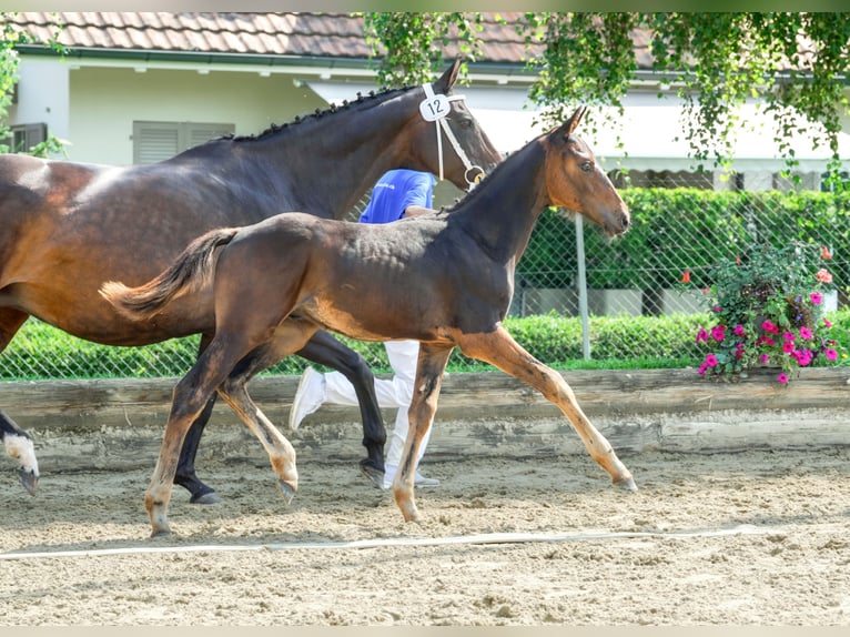 Cheval de sport suisse Étalon Poulain (04/2024) Bai brun in Gränichen