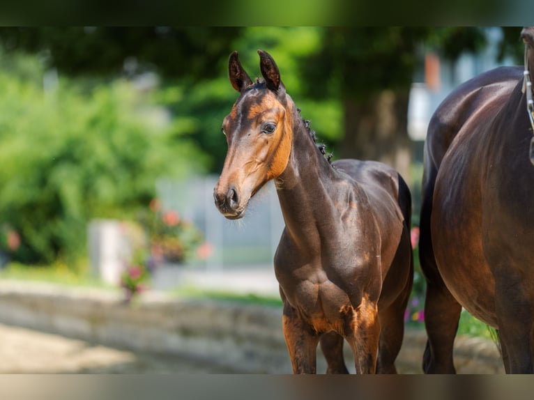 Cheval de sport suisse Étalon Poulain (04/2024) Bai brun in Gränichen