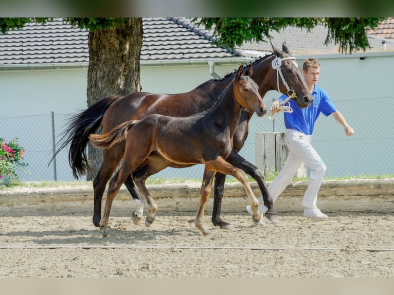 Cheval de sport suisse Étalon Poulain (04/2024) Bai brun in Gränichen