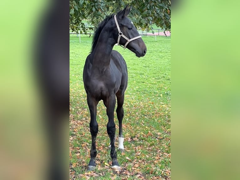 Cheval de sport suisse Étalon Poulain (05/2025) Bai brun foncé in Hindelbank