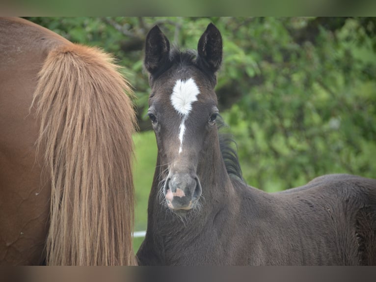 Cheval de sport suisse Étalon Poulain (04/2024) Gris in Auswil