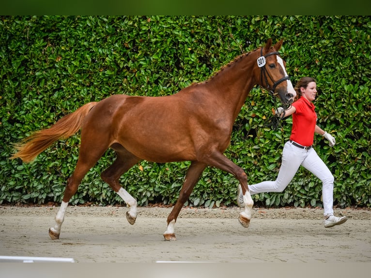 Cheval de sport suisse Étalon Poulain (04/2024) Gris in Auswil