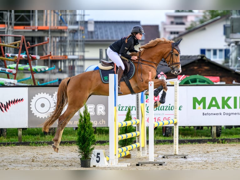 Cheval de sport suisse Étalon Poulain (04/2024) Gris in Auswil