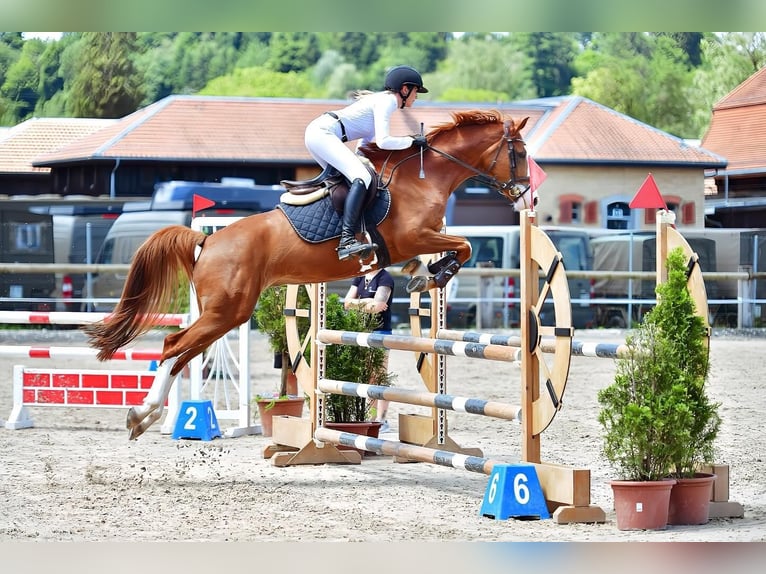 Cheval de sport suisse Étalon Poulain (04/2024) Gris in Auswil