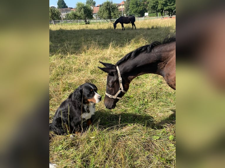 Cheval de sport suisse Étalon Poulain (05/2024) Noir in Hindelbank