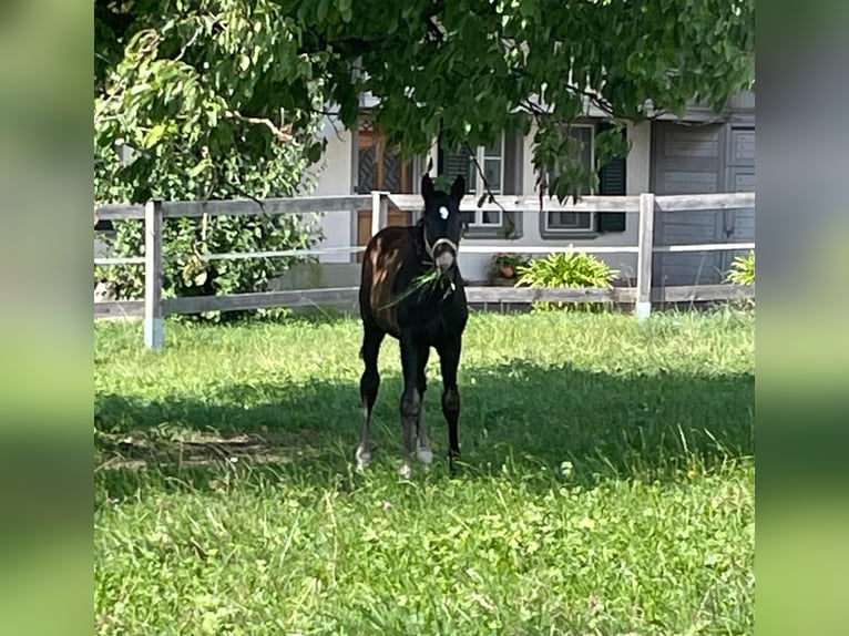 Cheval de sport suisse Étalon Poulain (05/2024) Noir in Hindelbank